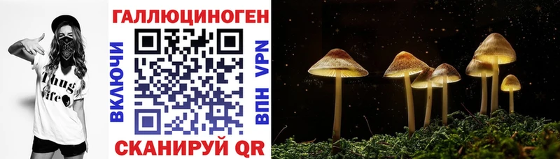 хочу наркоту маркетплейс официальный сайт Галлюциногенные грибы Psilocybine cubensis Тутаев